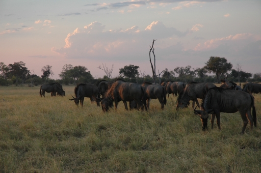 Wildies and sunset 